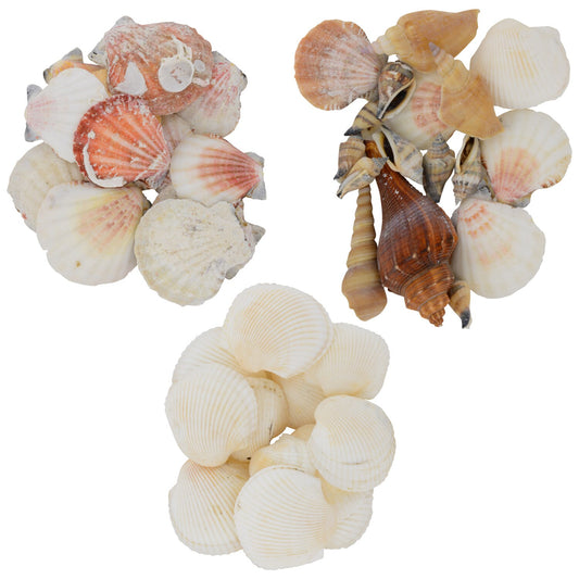 Bags of Assorted Decorative Shells, 5.3-oz. Bags (Pack of 36)