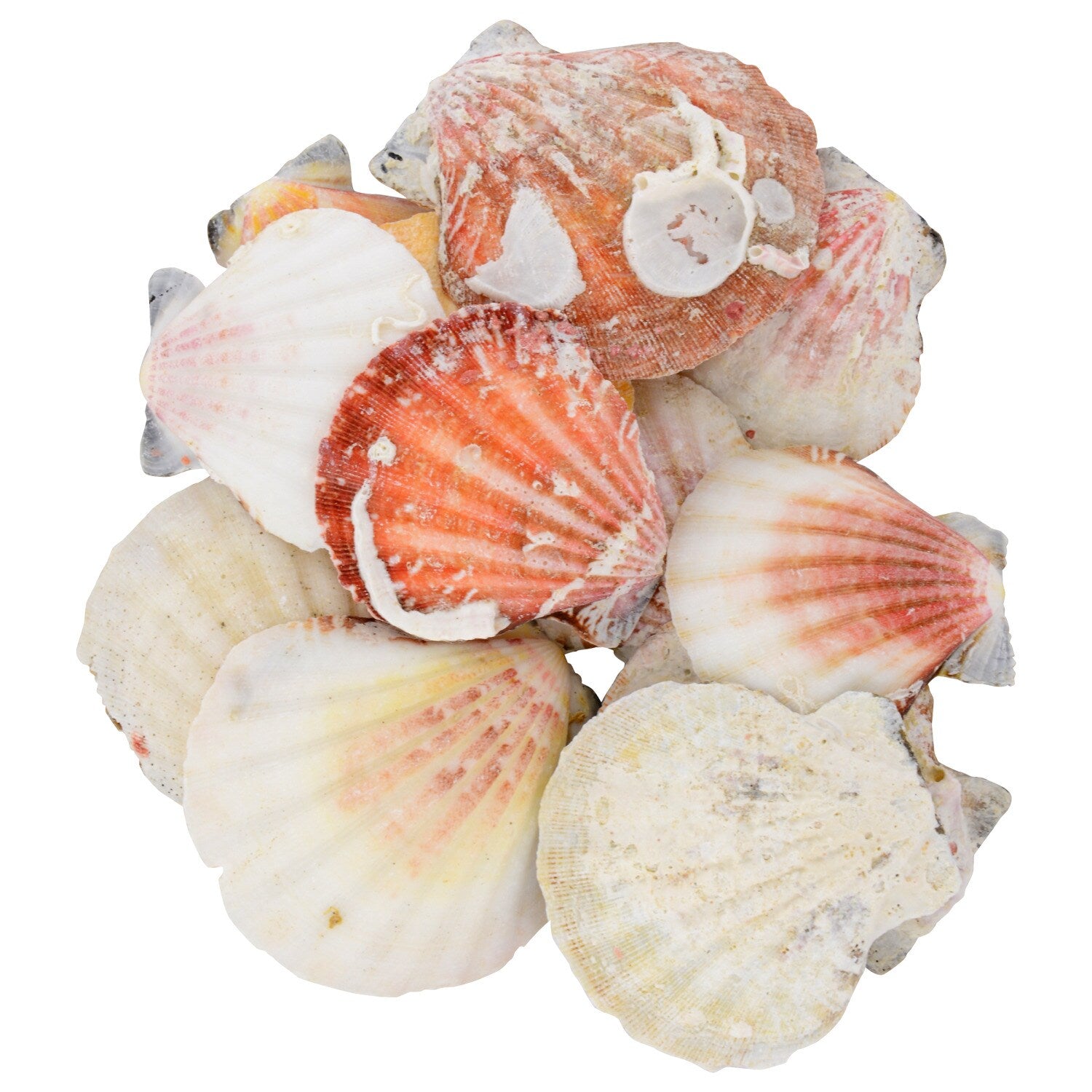 Bags of Assorted Decorative Shells, 5.3-oz. Bags (Pack of 36)