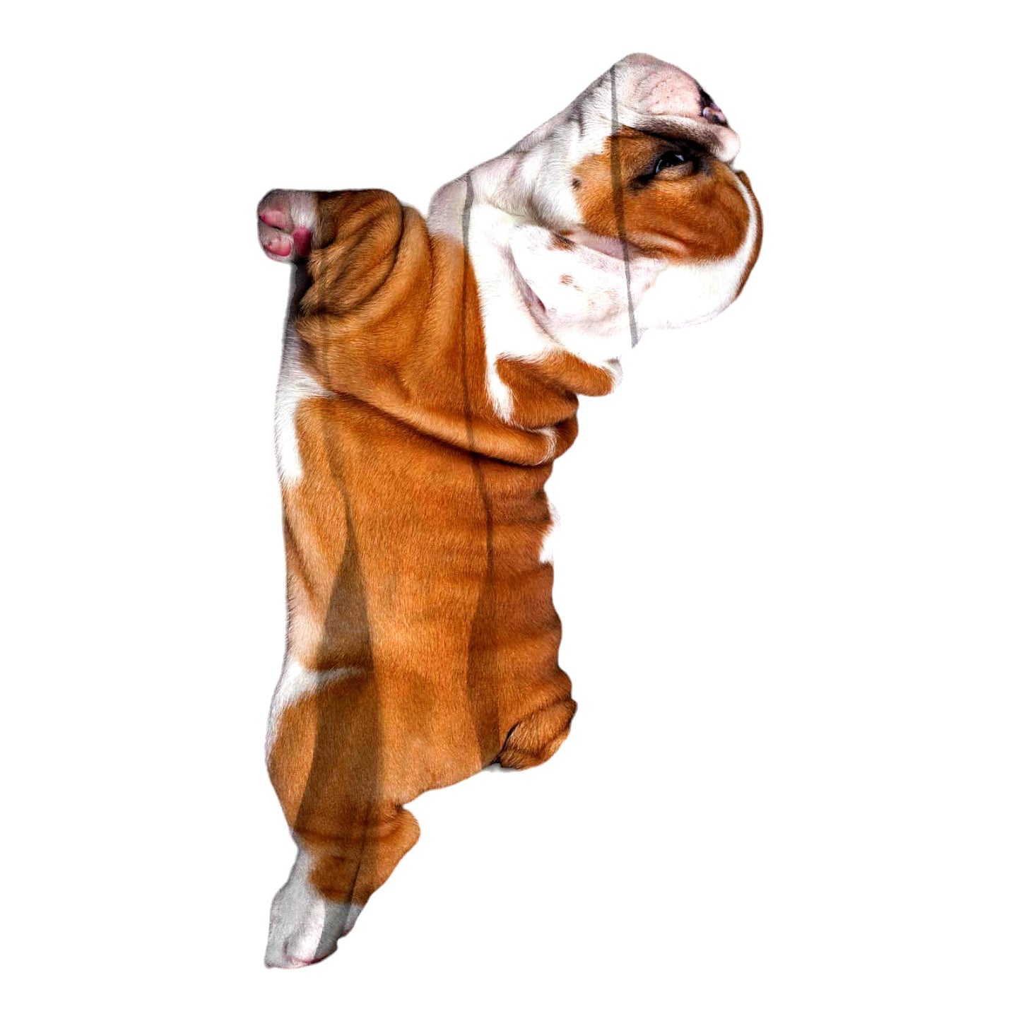 Bulldog Bliss Flannel Throw Blanket - Super Soft, Warm, and Plush - Perfect for Bed, Couch, or Sofa - Adorable English Bulldog Puppy Design - 60x80 Inch Gift Idea