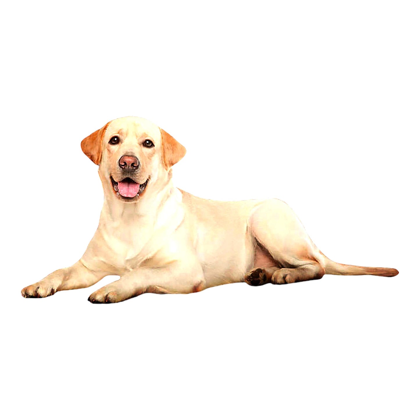 Ultimate PetShield Waterproof Blanket - Plush, Soft, Warm Sherpa Couch Protector for Dogs, Cats, and Pets - Red Plaid, 60x80