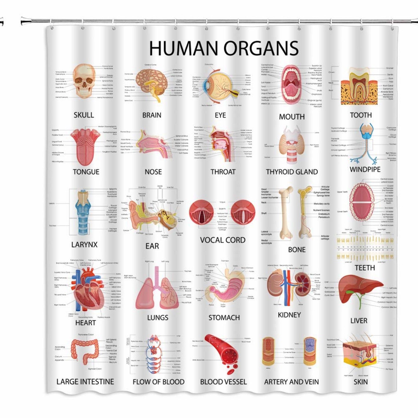 Human Organs Shower Curtain 70x70 Inch