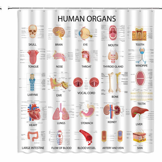 Human Organs Shower Curtain 70x70 Inch