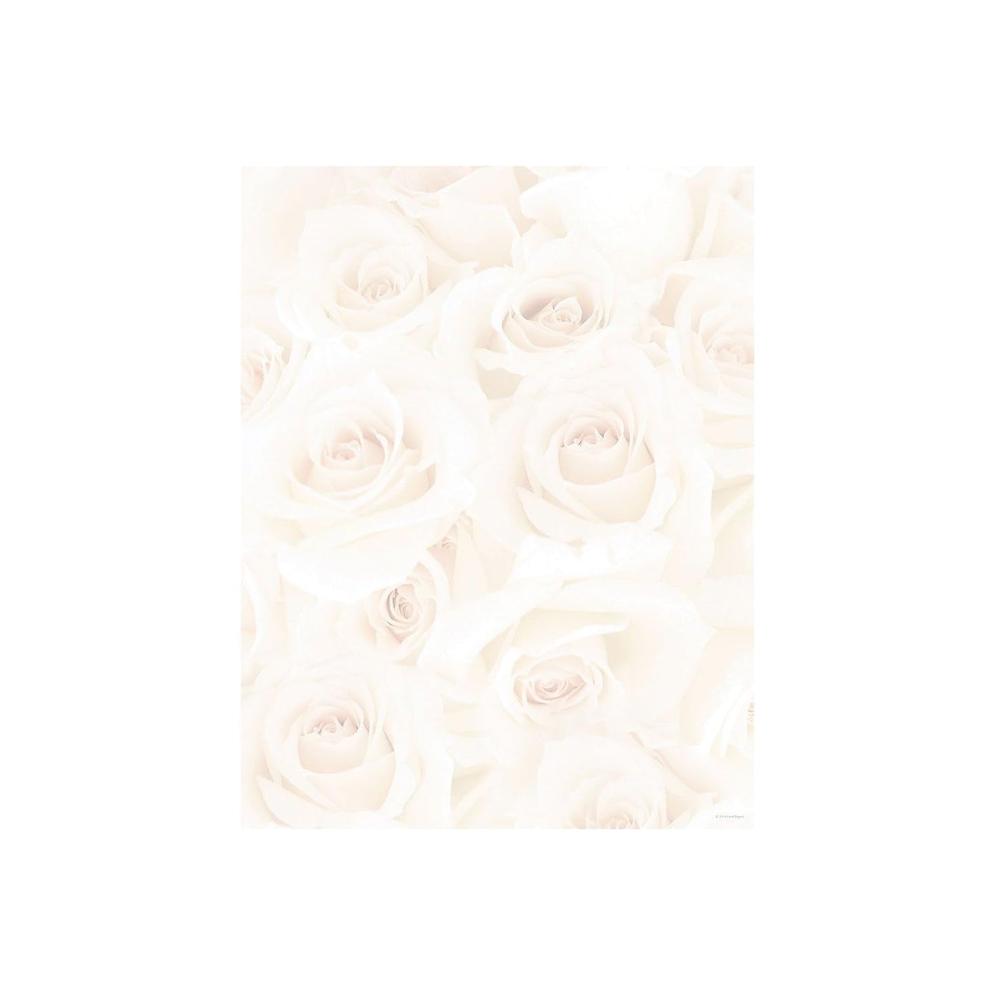Blush Roses Letterhead, 80 Sheets, 8.5"x11"