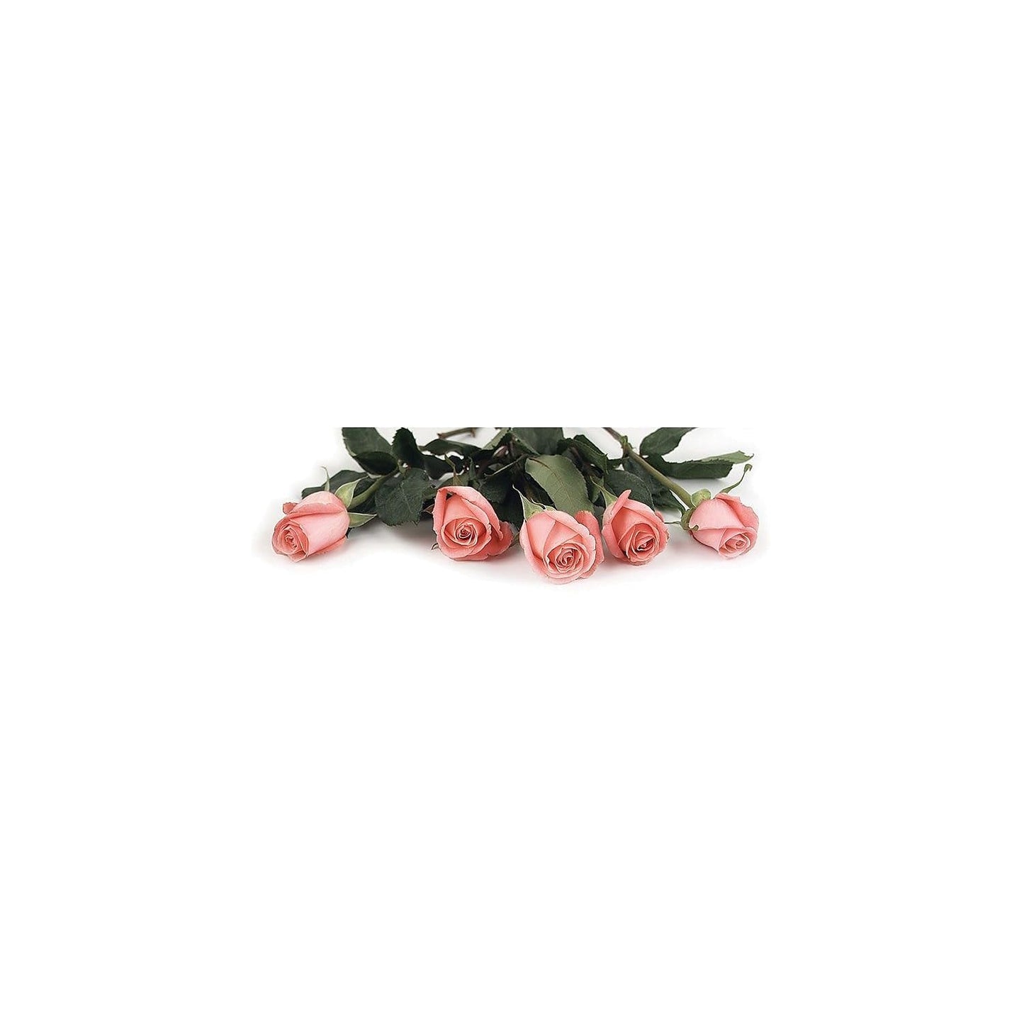 Pink Rose Petals Letterhead, 80 Sheets, 8.5"x11"