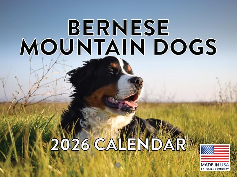 2026 Bernese Mountain Dog Monthly Wall Calendar