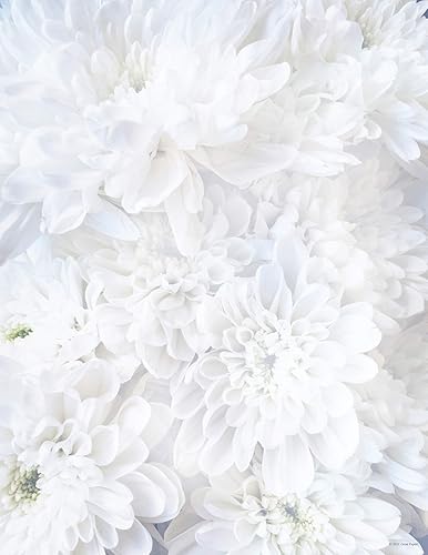 White soft petal letterhead stationery, 8.5" x 11", 80 sheets