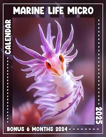 Explore 18 Months of Miniature Marine Life Planning