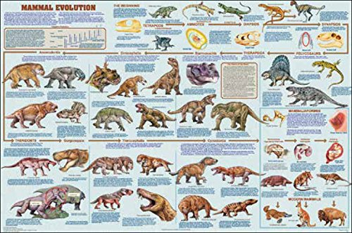 (24 x 36) Mammal Evolution Educational Chart Poster
