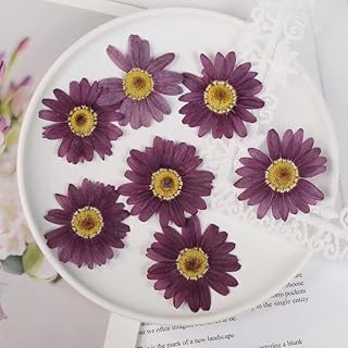 Set of 36 Large Dried Pressed Flowers for Crafts