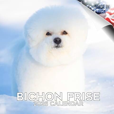 Bichon Frise Calendar 2025-2026, 12x24, Thick Paper