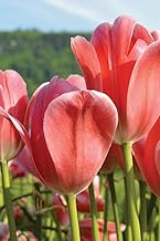 My Journal: Peach Tulips