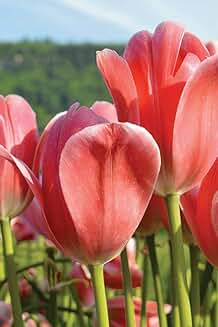 My Journal: Peach Tulips