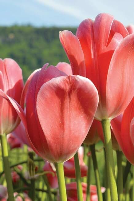 My Journal: Peach Tulips