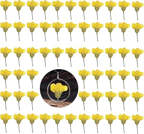 Set of 60 Yellow Dried Rapeseed Flowers for Crafts