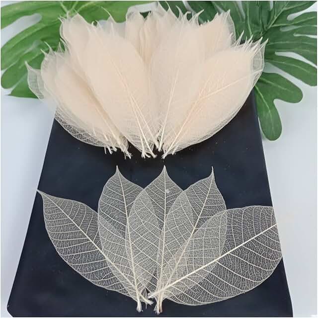 200 Dried Rubber Leaves for Crafts and Decorations