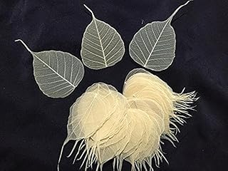 200 Small Skeleton Leaves for Crafts and Decorations