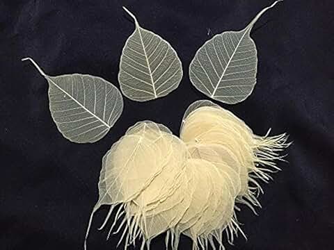 200 Small Skeleton Leaves for Crafts and Decorations