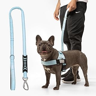 Bungee Dog Leash with Shock Resistance and Handle