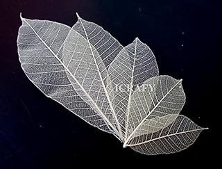 Assorted 6-7" Natural Rubber Skeleton Leaves for Crafts