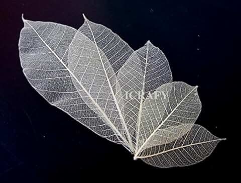 Assorted 6-7" Natural Rubber Skeleton Leaves for Crafts