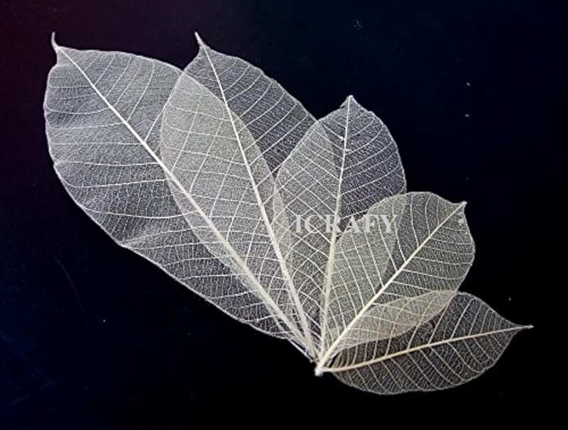 Assorted 6-7" Natural Rubber Skeleton Leaves for Crafts
