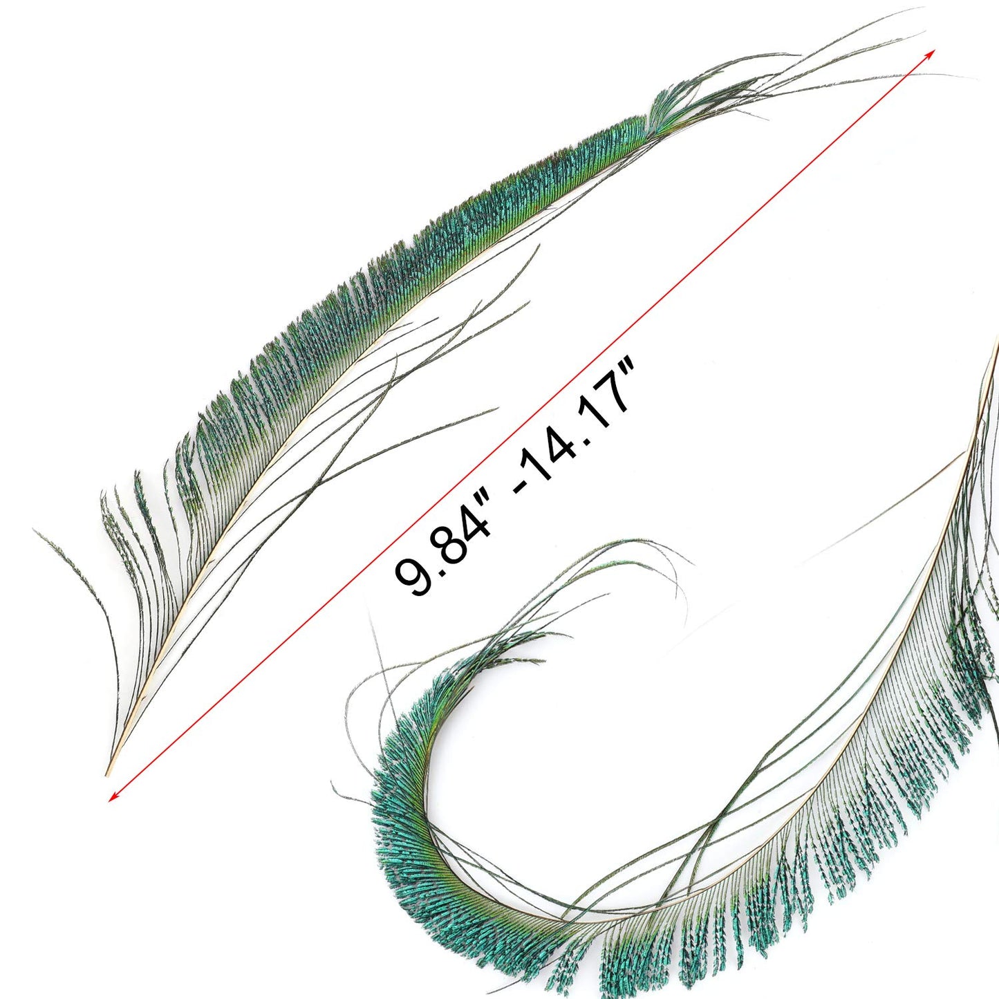 30pcs Natural Peacock Sword Feathers 25-35cm for DIY Decor