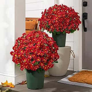 Vibrant Sunset Mums for Outdoor Fall Decor