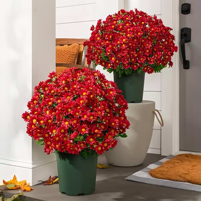 Vibrant Sunset Mums for Outdoor Fall Decor