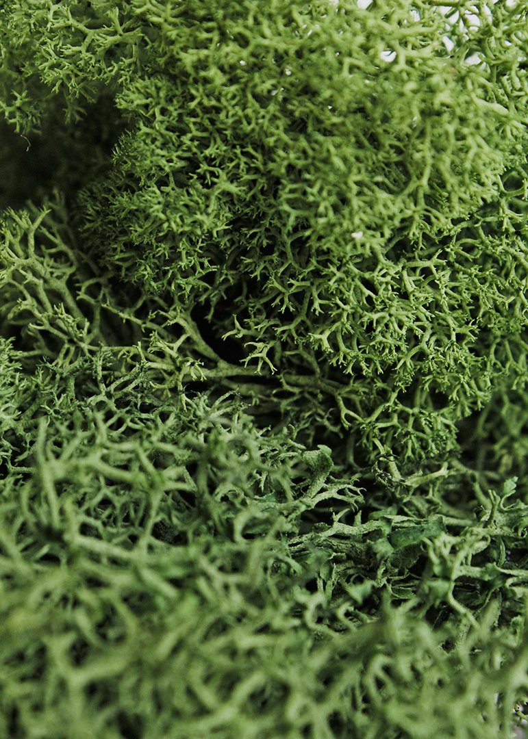 Preserved Forest Green Reindeer Moss 2oz