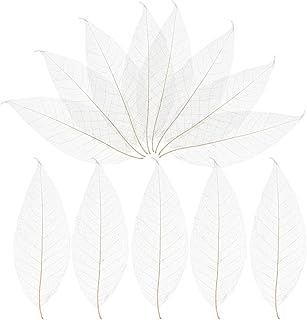 100 Natural Skeleton Leaves for Crafts and Decorations