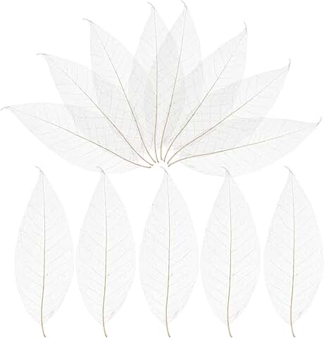 100 Natural Skeleton Leaves for Crafts and Decorations