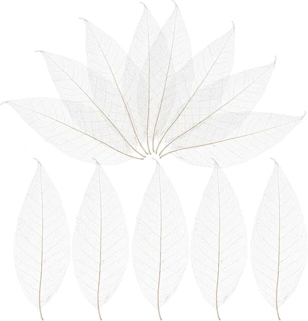 100 Natural Skeleton Leaves for Crafts and Decorations