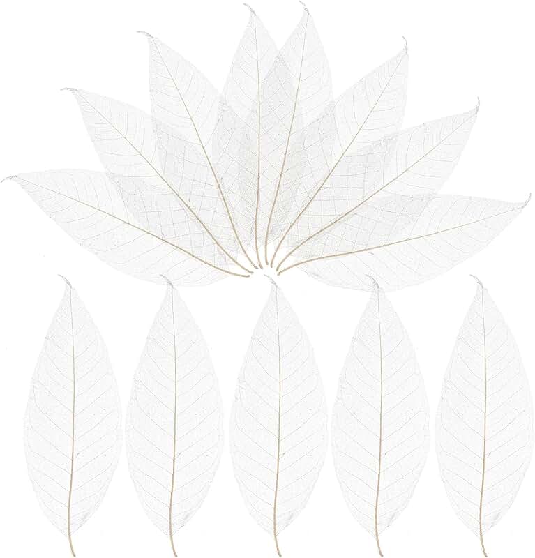 100 Natural Skeleton Leaves for Crafts and Decorations