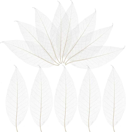 100 Natural Skeleton Leaves for Crafts and Decorations