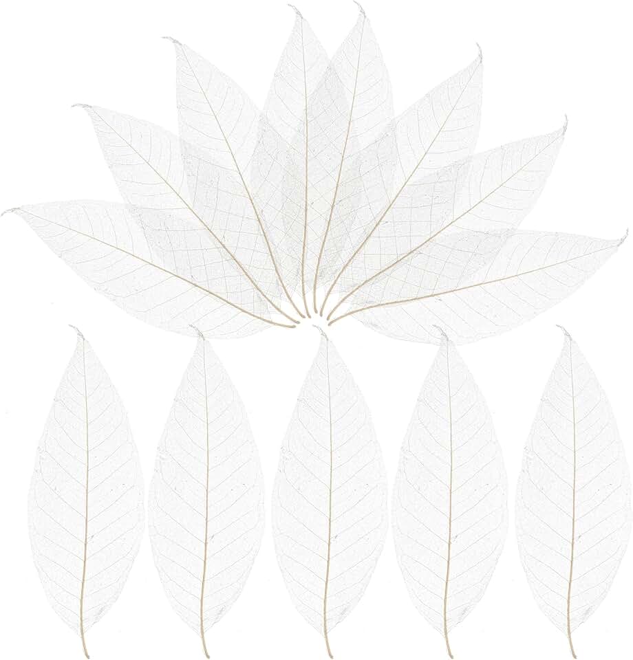 100 Natural Skeleton Leaves for Crafts and Decorations