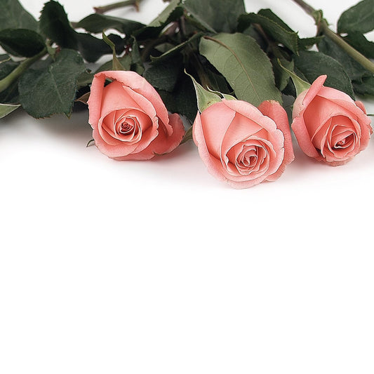 Pink Rose Petals Letterhead, 80 Sheets, 8.5"x11"