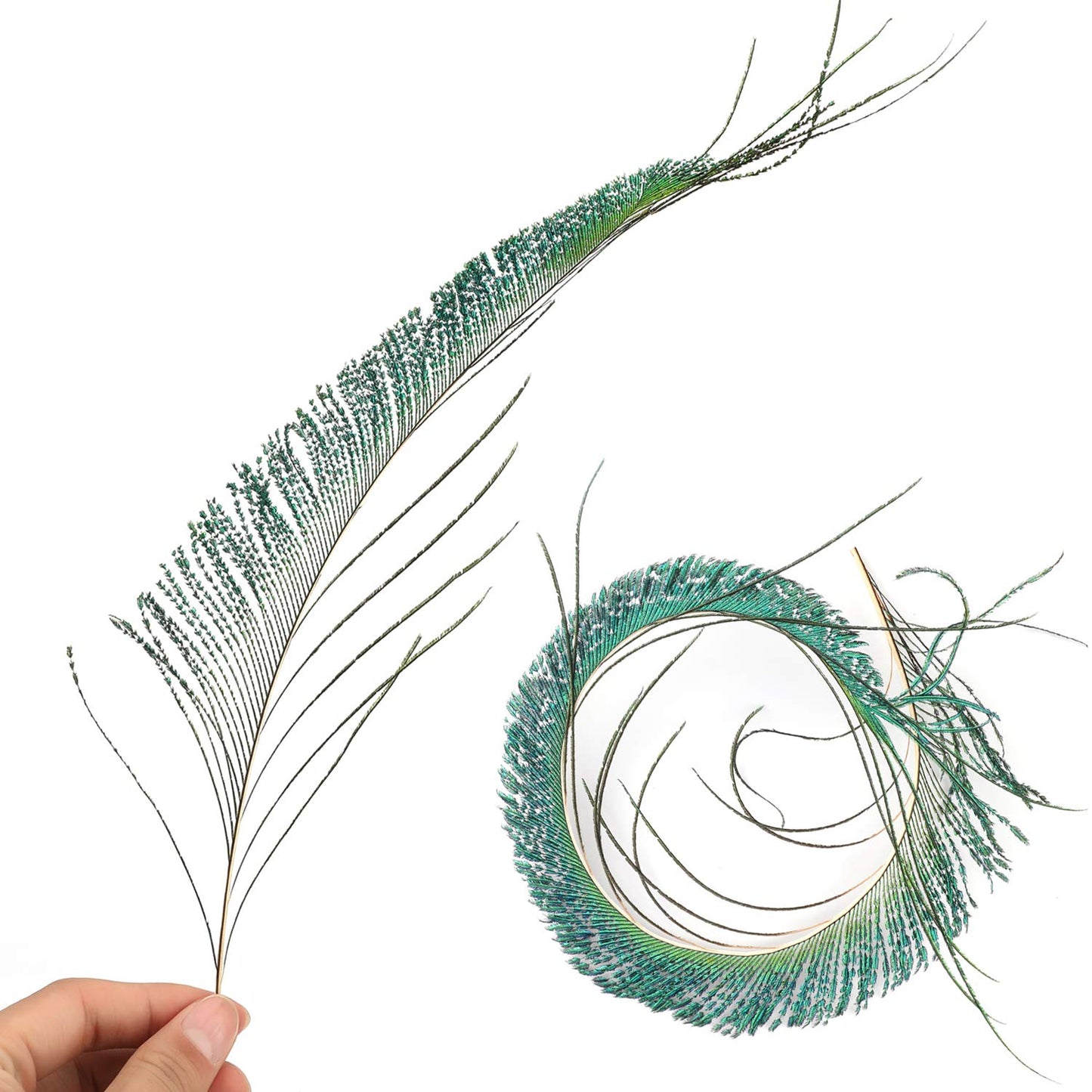 30pcs Natural Peacock Sword Feathers 25-35cm for DIY Decor