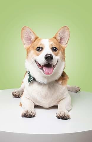 Dog Breed Monthly Calendar for 2026