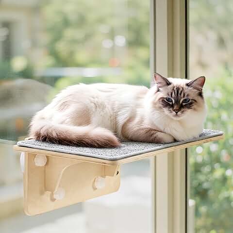 Large Cat Window Perch and Wall Shelves