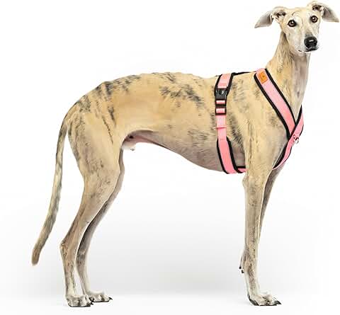 Reflective Y-Shaped Harness for Sighthounds, Pink, XS