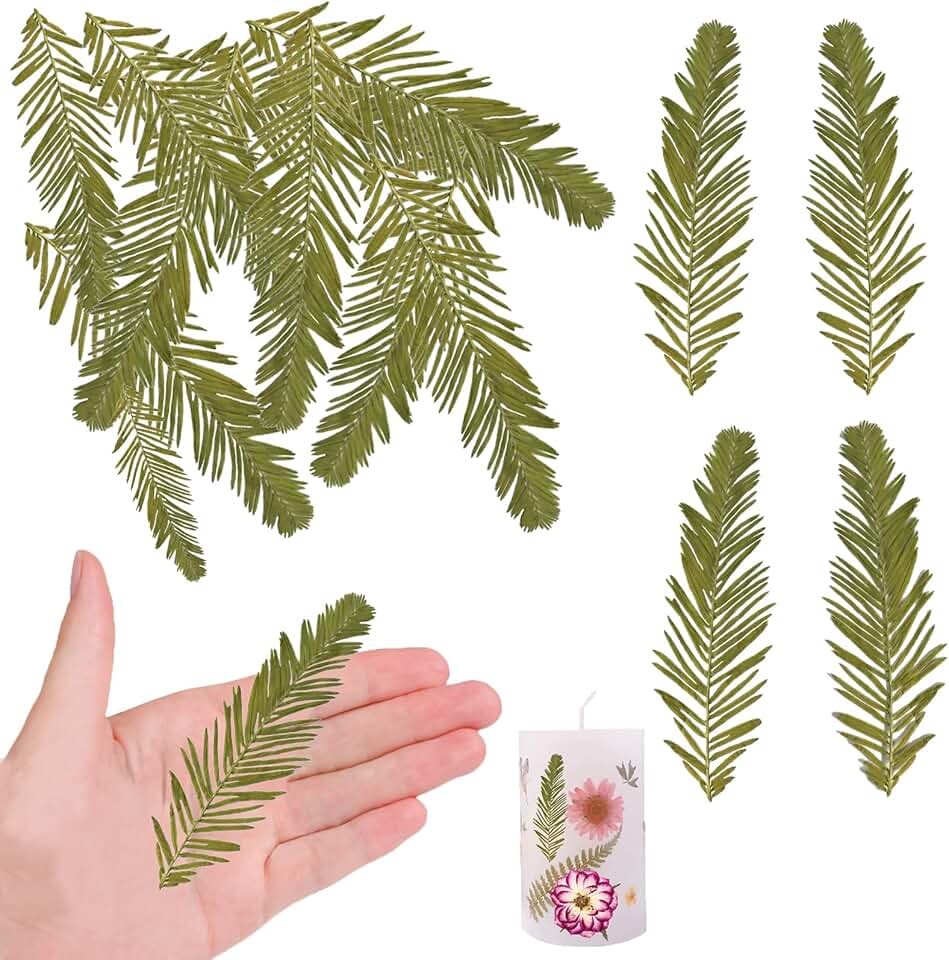 Natural Dried Metasequoia Leaves for Resin Crafts, 42 Pieces
