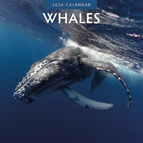 Whales Monthly Wall Calendar 2026, 12" x 24"