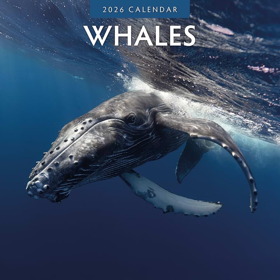 Whales Monthly Wall Calendar 2026, 12" x 24"