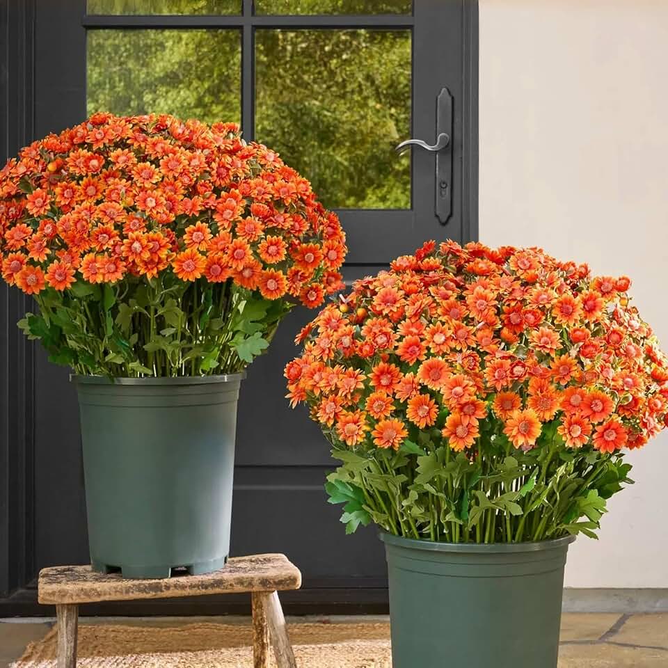 Vibrant Sunset Orange Mums for Outdoor Decor