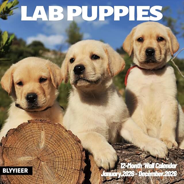 Lab Puppies 2026 Wall Calendar, 12"x24", Monthly Planner
