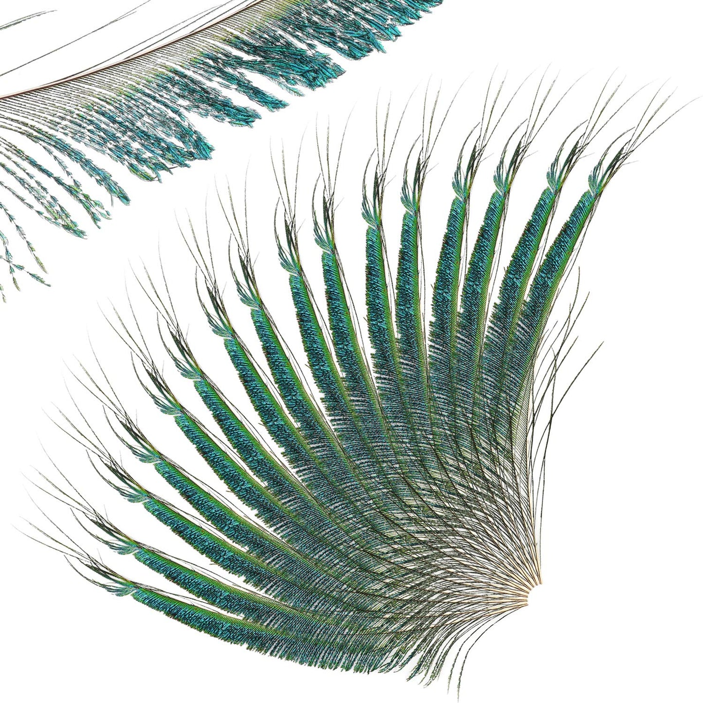 30pcs Natural Peacock Sword Feathers 25-35cm for DIY Decor