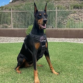 Adjustable Reflective Dog Harness with Leash Clips