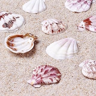 Dyed Scallop Sea Shell Beads for Jewelry Making, 90 pcs
