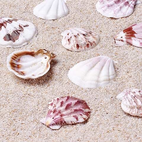 Dyed Scallop Sea Shell Beads for Jewelry Making, 90 pcs