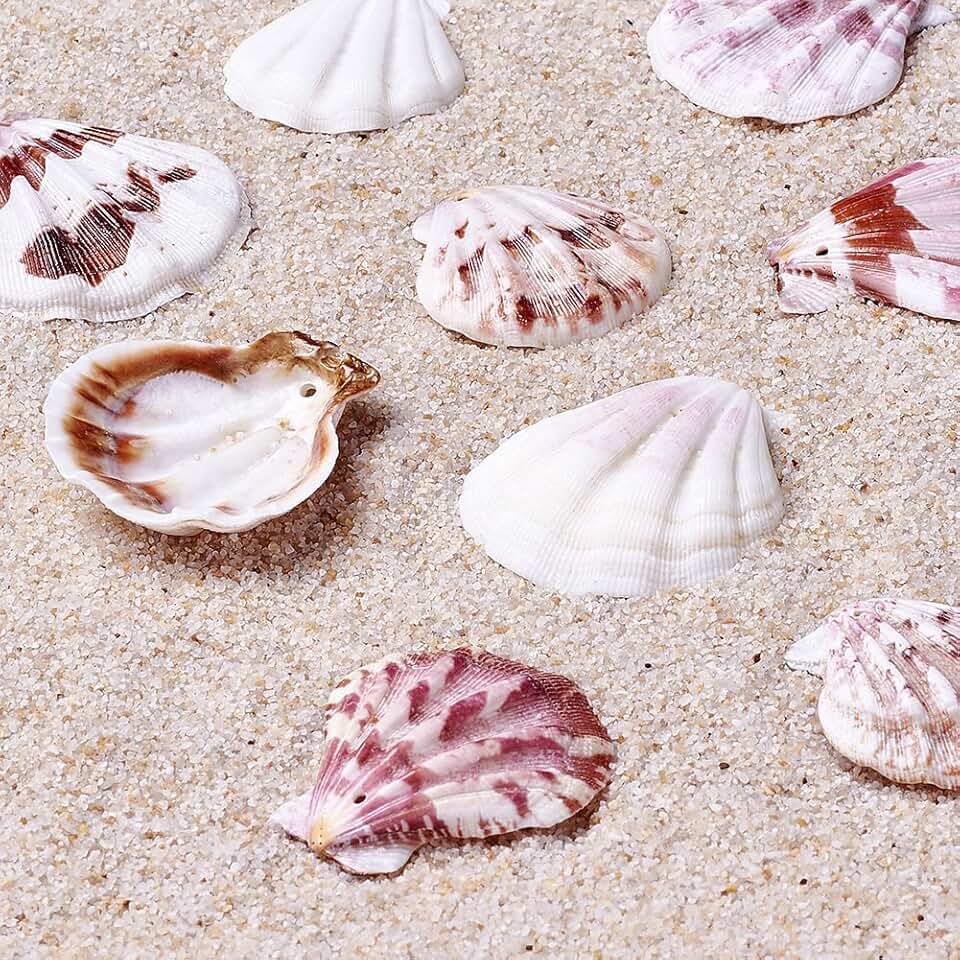 Dyed Scallop Sea Shell Beads for Jewelry Making, 90 pcs